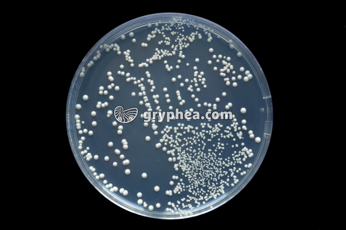 Saccharomyces cerevisiae sauvage (colonies sur boite de Pétri) - gryphea.org